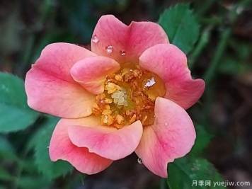 快樂(lè )的家伙月季