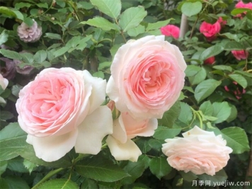春天種月季選擇腐質(zhì)土，長(cháng)得快開(kāi)花旺