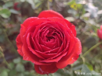 玫瑰？月季？薔薇？如何分清楚？情人節送的是什么？