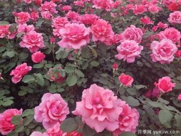 為什么不要買(mǎi)根接的月季？?jì)赡曛箝L(cháng)勢慢