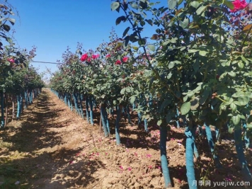 春季花卉苗木應該如何修剪？不同類(lèi)別要不同對待