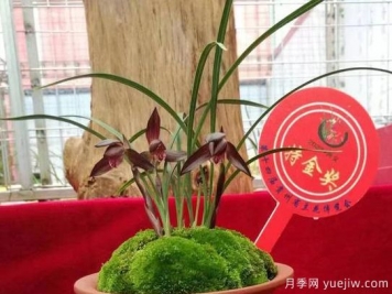 第十四屆貴州省蘭花博覽會(huì )