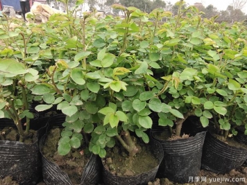 2月3月的月季花苗，換土施肥曬太陽(yáng)，不愁開(kāi)花少