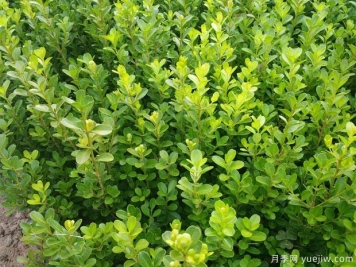 常綠苗木移栽的6個(gè)注意事項