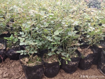 月季容器苗應該如何施肥？方式做好效率高