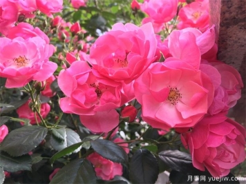 月季八大種類(lèi)詳解，了解月季如何使用