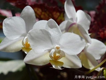 如何給蘭花翻盆？15道工序大功告成