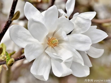 栽種白玉蘭種植地點(diǎn)、品種如何選擇？