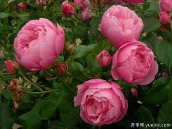 瑪麗芭蘭詩(shī)派樂(lè )月季
