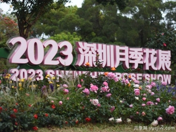 2023年深圳月季花展開(kāi)幕，數萬(wàn)株月季驚艷盛放