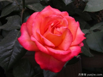 林草工作者必知的名詞術(shù)語(yǔ)，包含林業(yè)草原園林