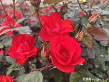 8個(gè)優(yōu)秀豐花月季品種，一株花滿(mǎn)枝頭