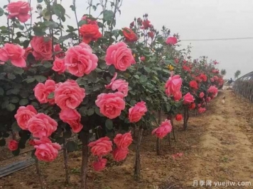重慶樹(shù)狀月季美麗盛開(kāi)，進(jìn)入花期