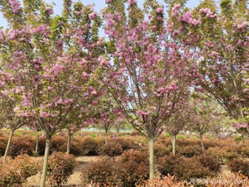 櫻花樹(shù)幾年可以開(kāi)花？日本晚櫻開(kāi)花的觀(guān)賞價(jià)值