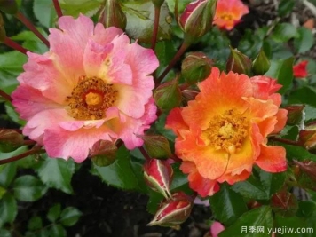 蜜蜂驕傲月季