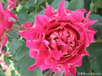 快樂(lè )波浪月季