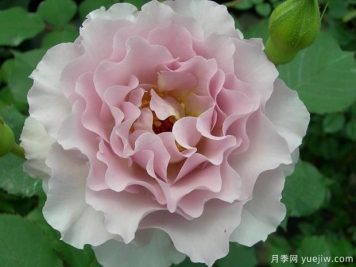 新浪潮月季優(yōu)缺點(diǎn)分析，波浪邊紫色花