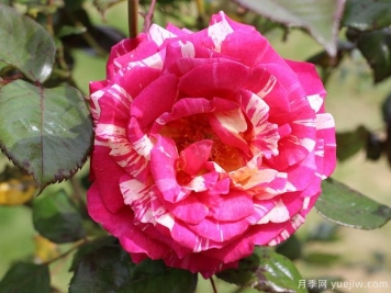 月季花一年需要修剪幾次？四次的修剪方法