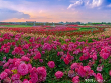 2023首屆世界月季博覽會(huì )開(kāi)幕，綠色中國行—走進(jìn)大美南陽(yáng)