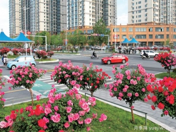 南陽(yáng)月季美如畫(huà)，產(chǎn)業(yè)興旺強品牌
