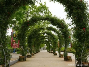 淮南焦崗湖月季花會(huì )，正是一年好風(fēng)景
