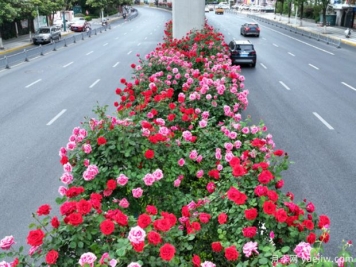 蕪湖月季市花文化和景觀(guān)圖集