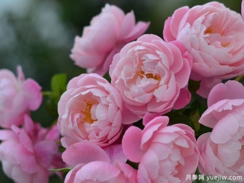 瓶插切花月季該如何選擇？讓玫瑰滿(mǎn)屋飄香