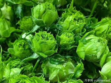 結綠珍月季