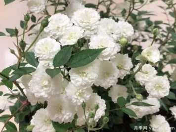 超微月季推薦，雪月月季
