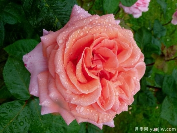 莫萊納之愛(ài)月季