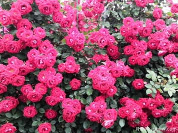 商洛月季花開(kāi)多彩墻，科學(xué)養護常綻放