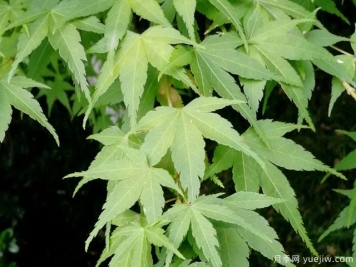 雞爪槭、三角楓、紅楓的區別辦法和圖片