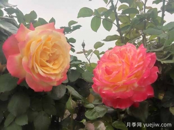 月季只長(cháng)枝條不開(kāi)花是什么原因？