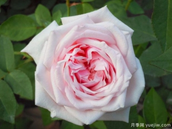 難以復刻的古典月季之美，跨時(shí)代月季推薦