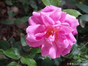 世界古老月季榮譽(yù)殿堂，12個(gè)老月季名人堂品種大全