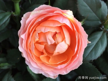 無(wú)限女王月季
