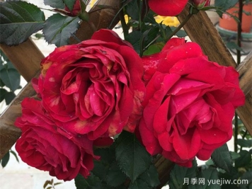 月蝕王陽(yáng)臺月季