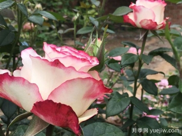 甜蜜漿果月季