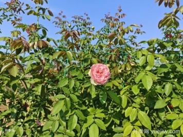 2米高粉龍月季網(wǎng)片批發(fā)，打造爆款花墻