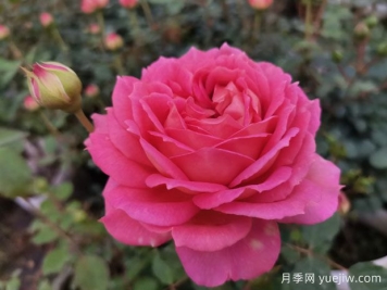 花店里的玫瑰是月季嗎？?月季專(zhuān)家告訴你
