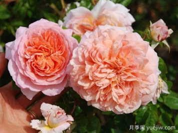 分享罕見(jiàn)的月季花品種，你見(jiàn)過(guò)嗎