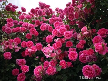 垂直綠化常見(jiàn)類(lèi)型和植物應用選擇