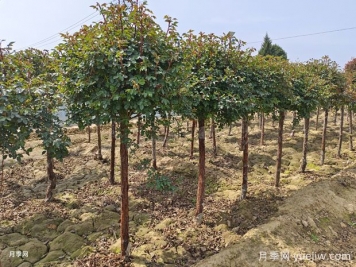 綠化工程花木為何選在秋末10月11月移栽？
