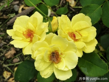 無(wú)憂(yōu)陽(yáng)光月季