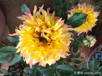 十大熱門(mén)月季品種介紹，花大色艷