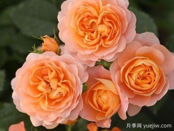 推薦十大勤花月季品種，一年四季花開(kāi)不斷