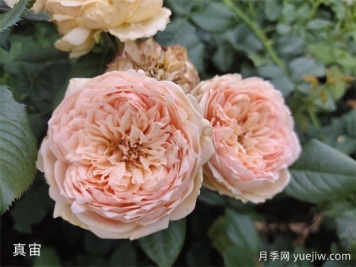 月季的耐熱三寶，夏天隨便養，開(kāi)花時(shí)美到爆