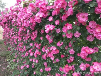 推薦5個(gè)熱門(mén)爬藤月季，蹭蹭開(kāi)花，滿(mǎn)院飄香