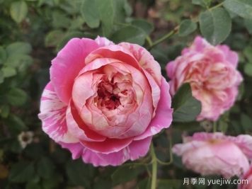 如油畫(huà)般驚艷的10款條紋月季，顏色各異耐熱愛(ài)開(kāi)