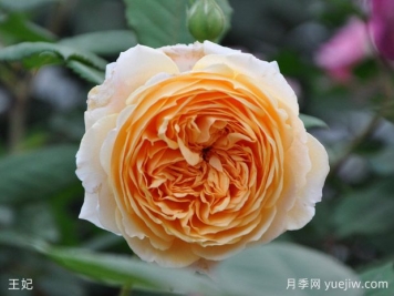 精選10個(gè)月季，紅黃粉白橙紫藍綠復色款月季花佩奇